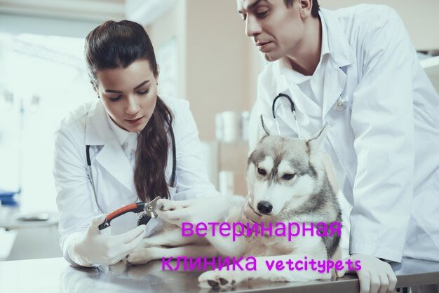 ветеринарная клиника vetcitypets